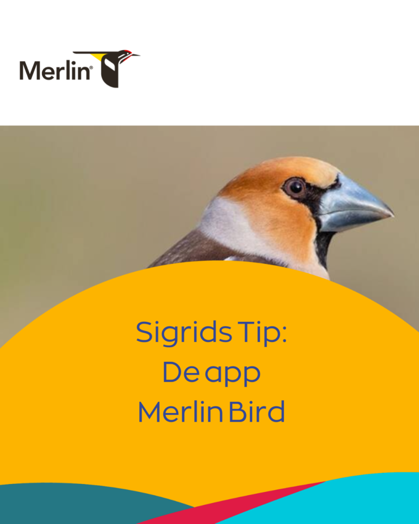 sigrid tip merlin bird
