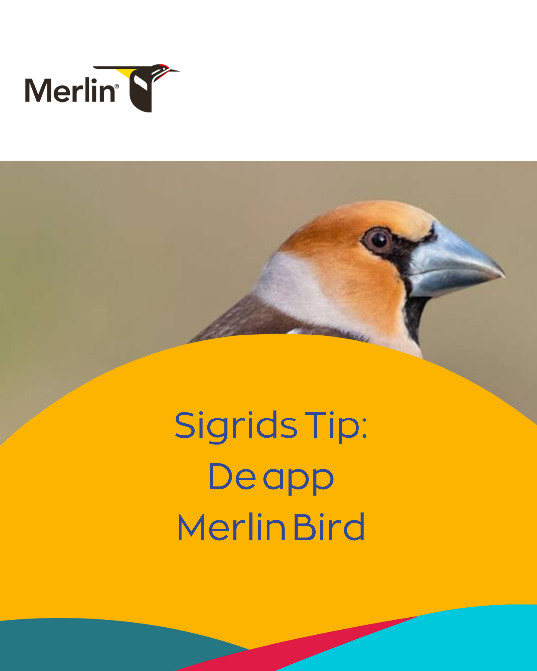 sigrid tip merlin bird
